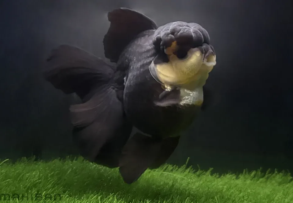 Oranda Goldfish